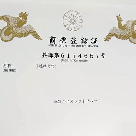 ジャカランダ苗木バイオレットブルー