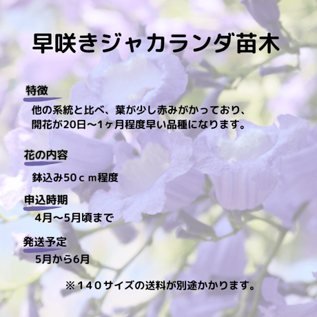 早咲きジャカランダ苗木