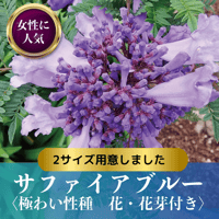 ジャカランダ【花・花芽付き】サファイアブルー  ２サイズ