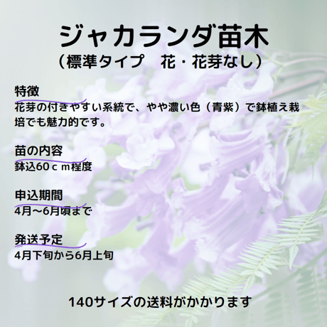わい性種ジャカランダ苗木（標準タイプ）