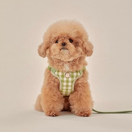 thesallyslaw Denny bear ハーネス　リード THE SALLYS LAW(ザサリーズロー) 首輪・ハーネス・リード(ライフ