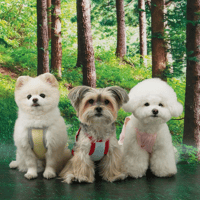 [ PUPPYGALLERY ] Outside plus cooling tank top