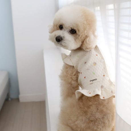 CATEGORY ITS DOG | merrymerry