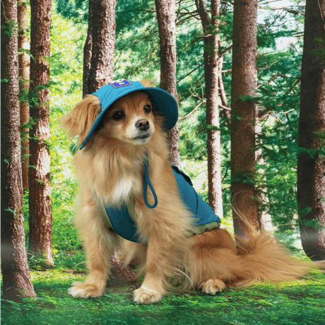 [ PUPPYGALLERY ] Outside plus cooling tank top