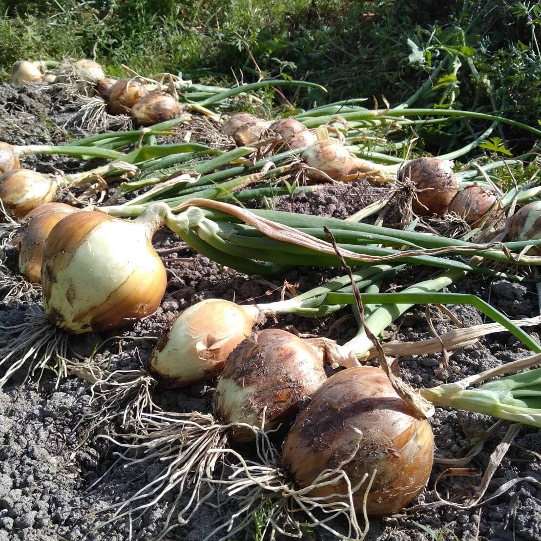固定種/自然栽培】葉付き新玉ねぎ5kg | 草創自然農園