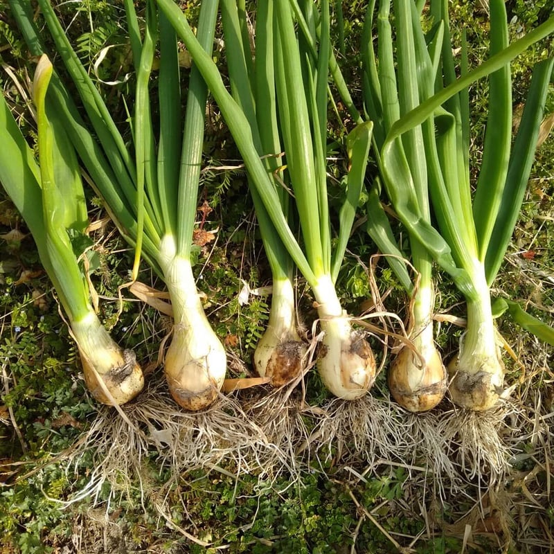 自然栽培]新玉ねぎ5キロ | 草創自然農園