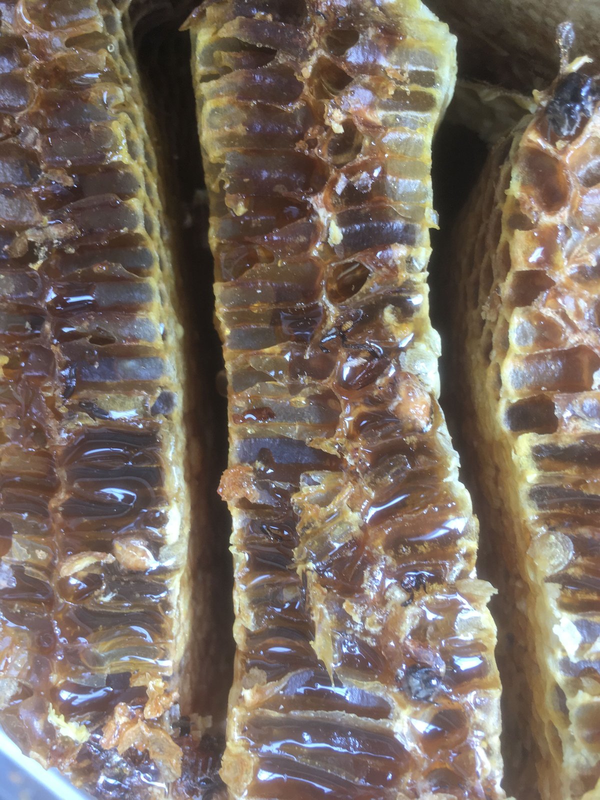 日本蜜蜂の生はちみつ（垂れ蜜、非加熱、無添加） 120g 1瓶 | 草創自然農園