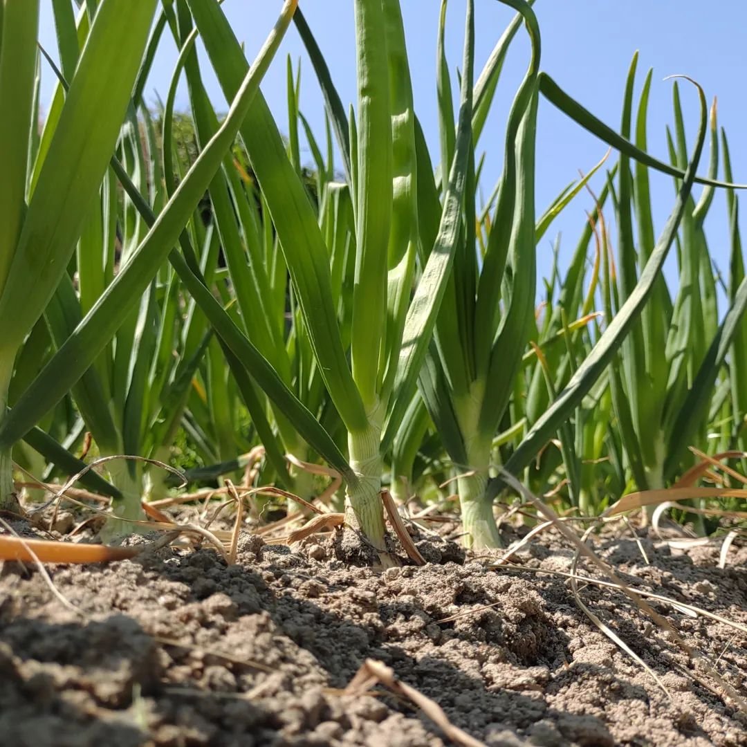 自然栽培]新玉ねぎ5キロ | 草創自然農園