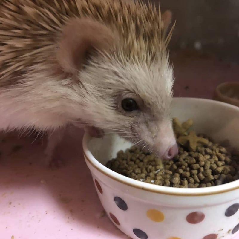 Mazuri インセクティボアダイエット 11.34kg