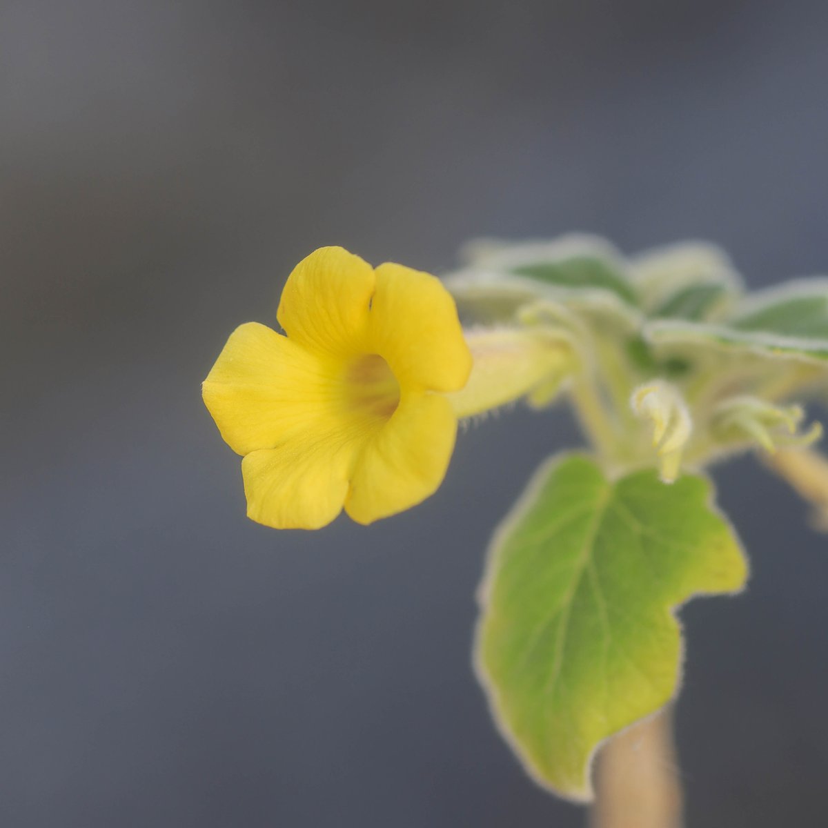 Uncarina roeoesliana ウンカリーナ ルーズリアナ | bok
