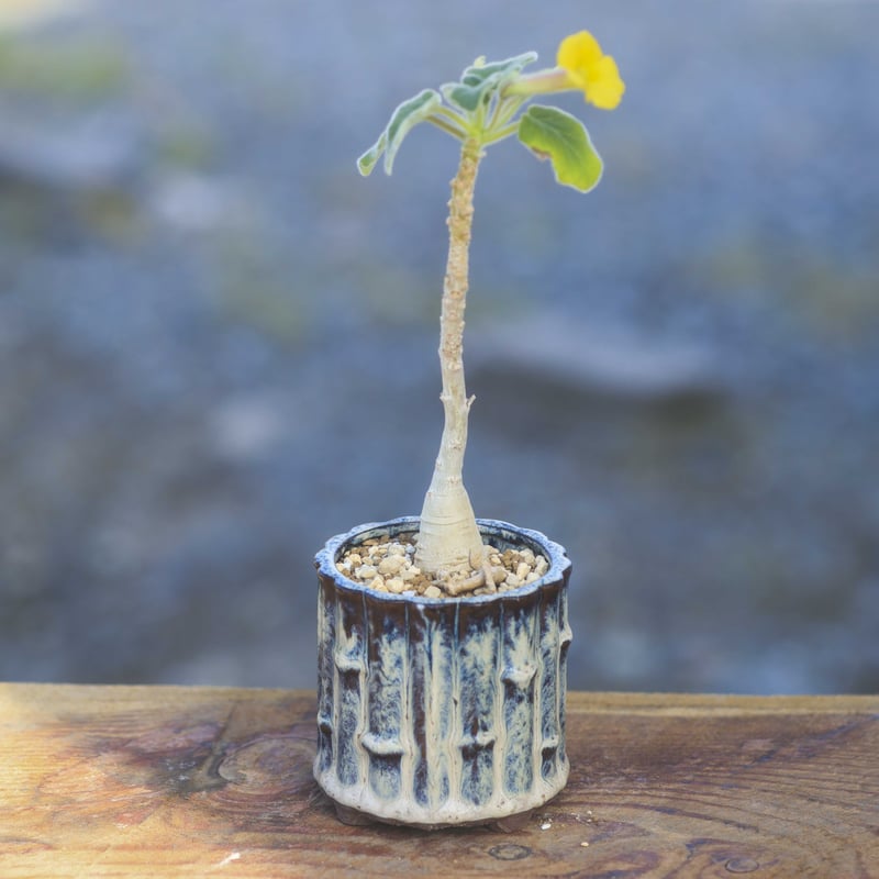 ウンカリーナ　ルーズリアナ　シャンプーの木 ウンカリーナ （シャンプーの木） 育て方｜観葉植物 Dictionary