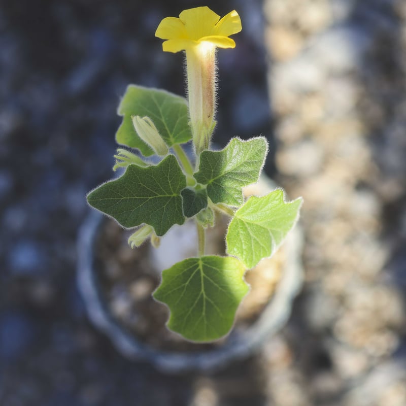 Uncarina roeoesliana ウンカリーナ ルーズリアナ | bok