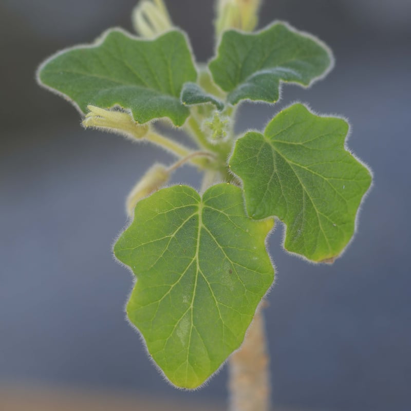 Uncarina roeoesliana ウンカリーナ ルーズリアナ | bok
