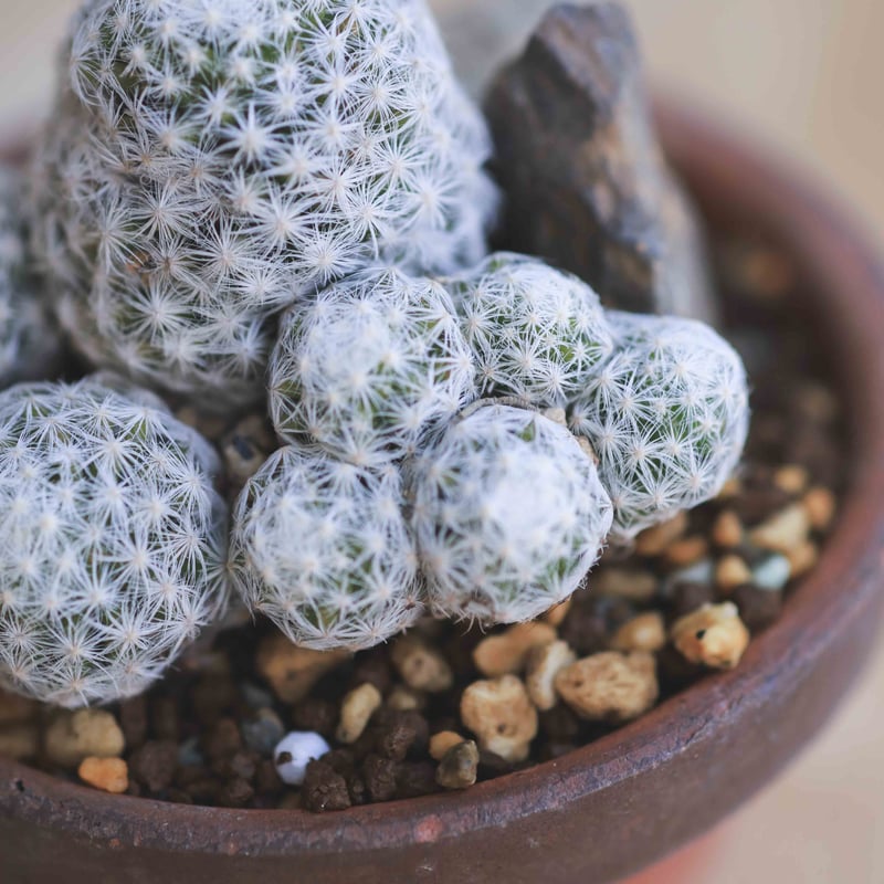 Mammillaria humboldtii var.caespitosa マミラリア姫春星 ...