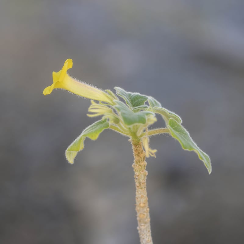 Uncarina roeoesliana ウンカリーナ ルーズリアナ | bok