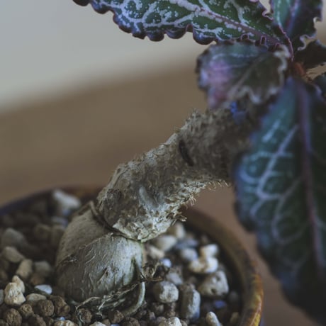 ユーフォルビアフランコイシー | STORES