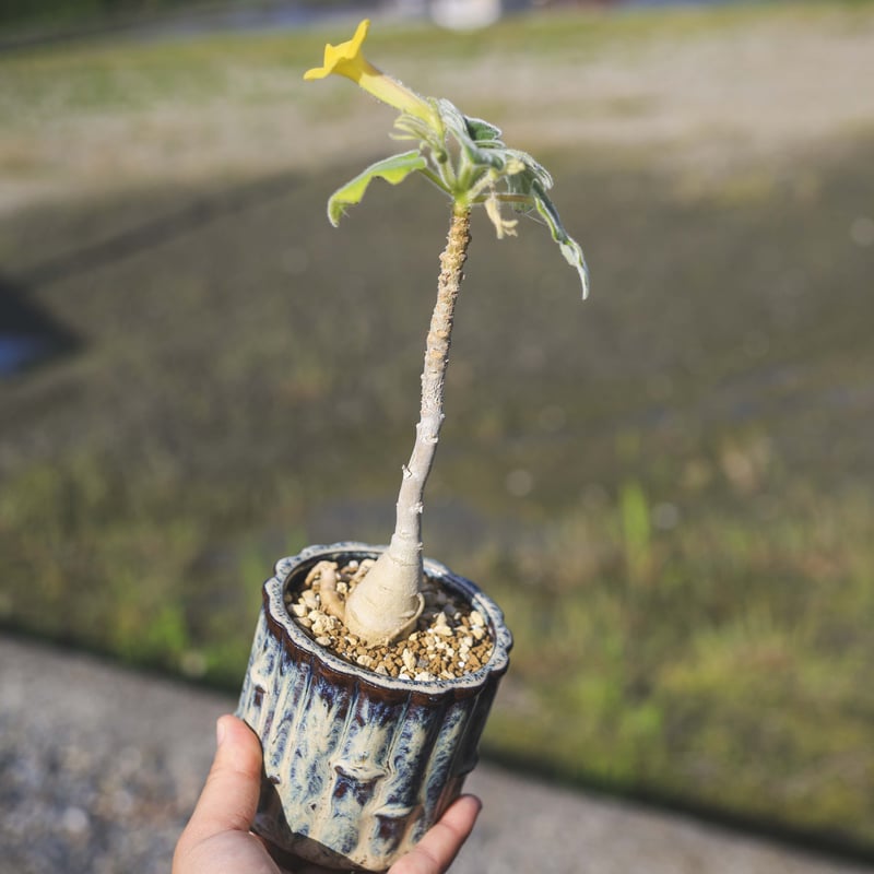 Uncarina roeoesliana ウンカリーナ ルーズリアナ | bok