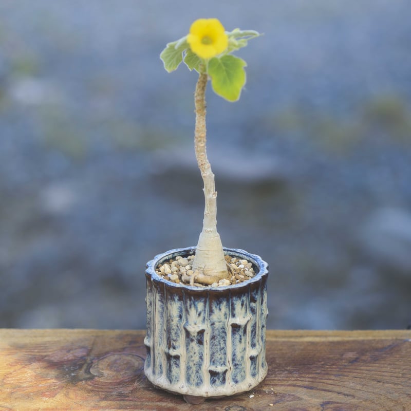 Uncarina roeoesliana ウンカリーナ ルーズリアナ | bok