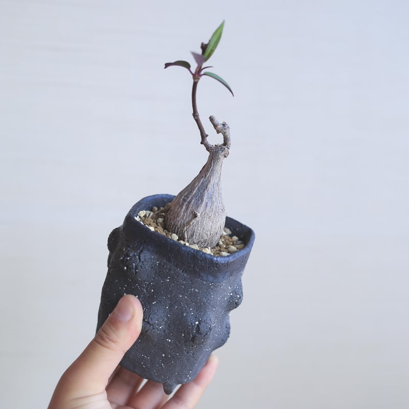 Petopentia natalensis ペトペンチア ナタレンシス | bok Petopentia natalensis ペトペンチア ナタレンシス | bok
