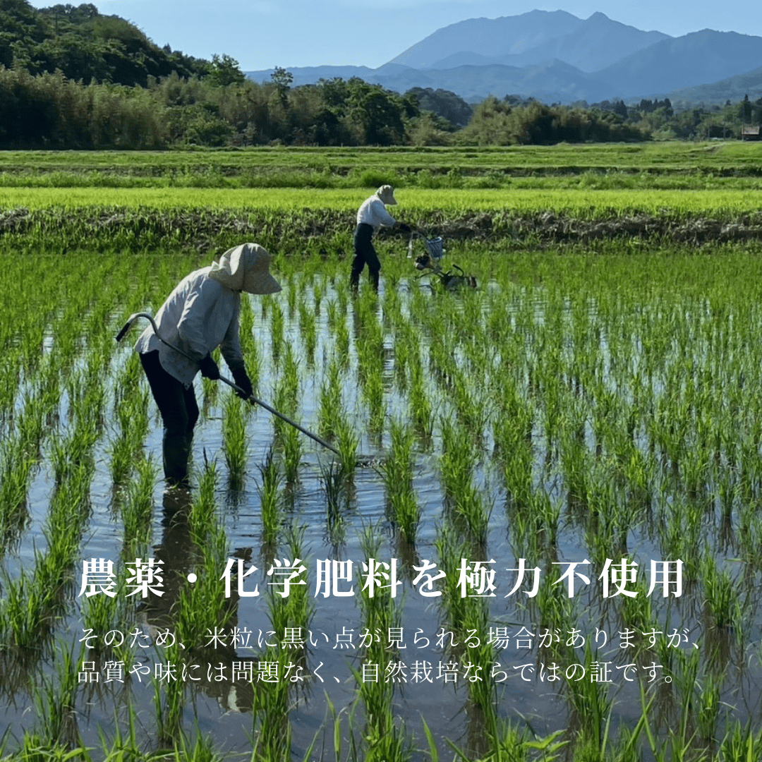 特別栽培米】蒜山コシヒカリ 白米/玄米 5キロ | 米屋 寿 ーKOTOBUKIー
