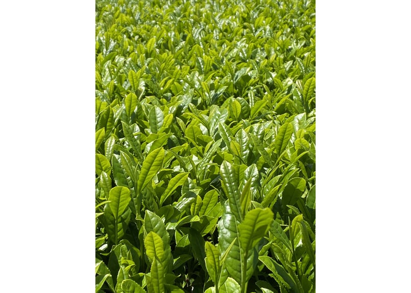 a-3】駄農園定番 特蒸し茶 No.6 2025 50g | 駄農園お茶製造