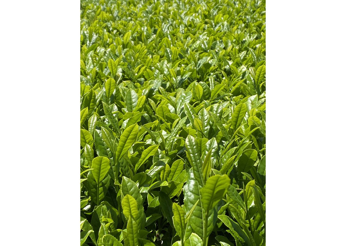 a-3】駄農園定番 特蒸し茶 No.6 2026 50g | 駄農園お茶製造・ 販売 Da