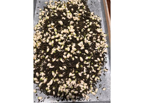 【c-15-1】柑橘の花香る釜炒り茶 八朔の花とするがわせ 2026.05 おひとり様1袋のお買い上げでお願いいたします。