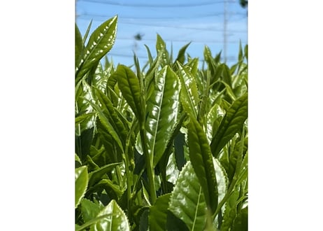 【a-4】駄農園定番 特蒸し茶 No.5 2026 50g