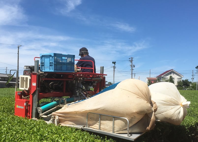 a-3】駄農園定番 特蒸し茶 No.6 2025 50g | 駄農園お茶製造・ 販売 Da