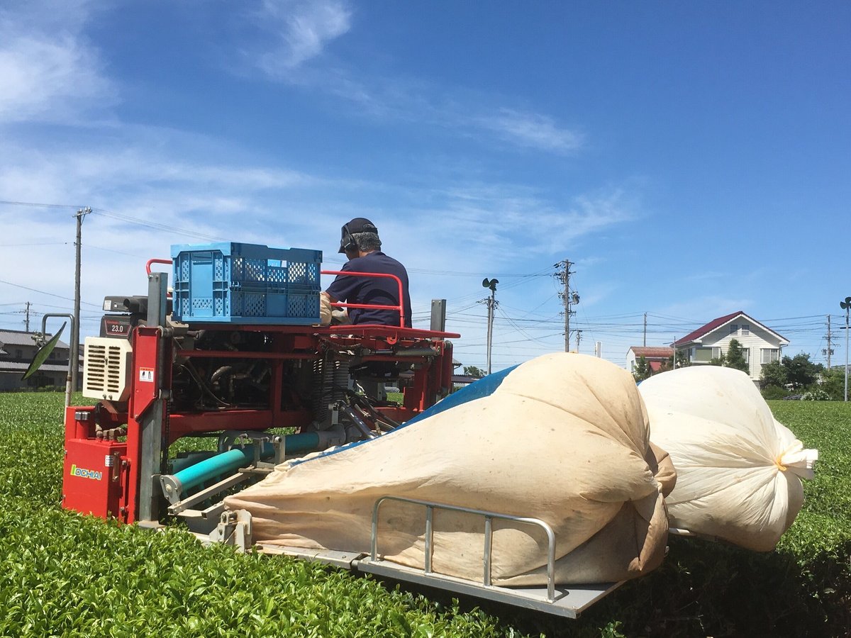 a-3】駄農園定番 特蒸し茶 No.6 2026 50g | 駄農園お茶製造・ 販売 Da