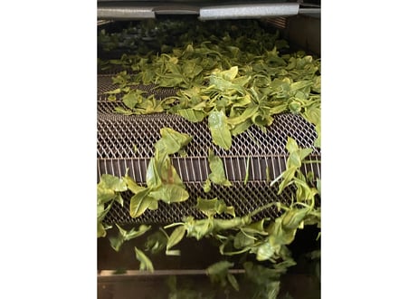 【a-4】駄農園定番 特蒸し茶 No.5 2026 50g