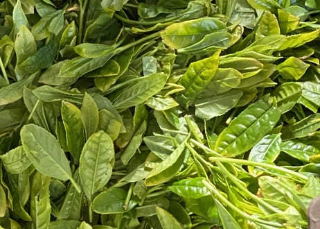 【a-1】 駄農園定番 特蒸し茶 No.10 2026 50g