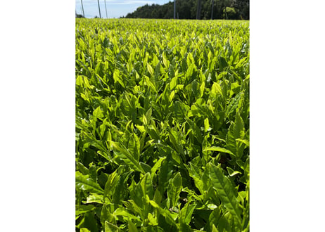 【a-4】駄農園定番 特蒸し茶 No.5 2026 50g