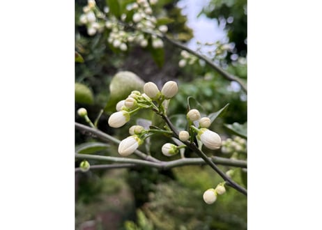 【c-15-1】柑橘の花香る釜炒り茶 八朔の花とするがわせ 2026.05 おひとり様1袋のお買い上げでお願いいたします。