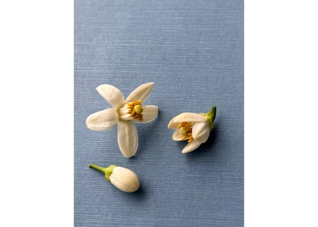 【c-15-1】柑橘の花香る釜炒り茶 八朔の花とするがわせ 2026.05 おひとり様1袋のお買い上げでお願いいたします。
