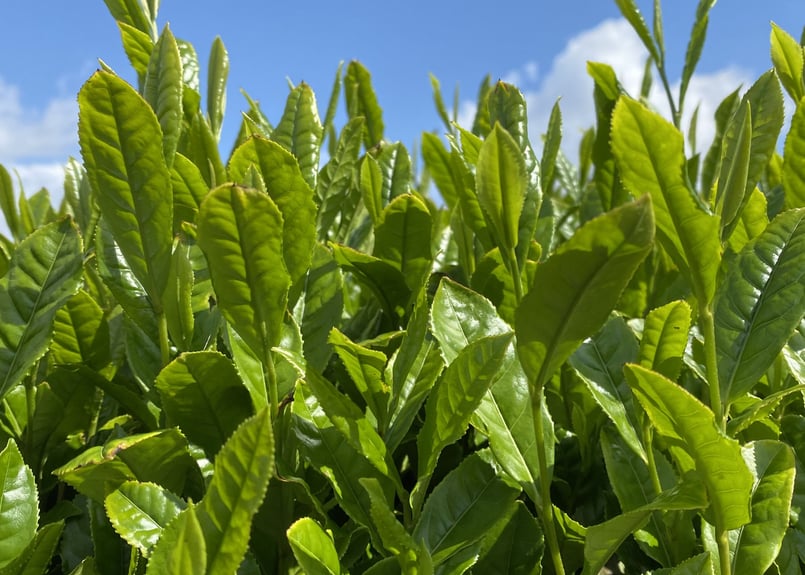 a-3】駄農園定番 特蒸し茶 No.6 2026 50g | 駄農園お茶製造・ 販売 Da