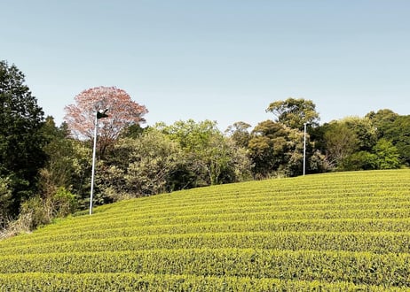 【a-20】特蒸し茶くき茶 2026
