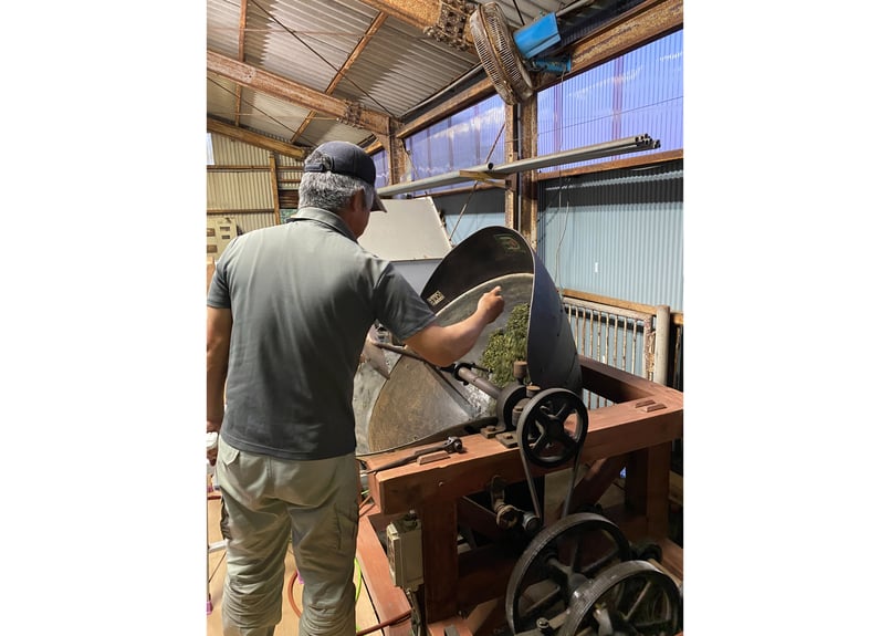 c-20】釜炒り番茶 藤かおり 2025.05.13 30g | 駄農園お茶製造・ 販売