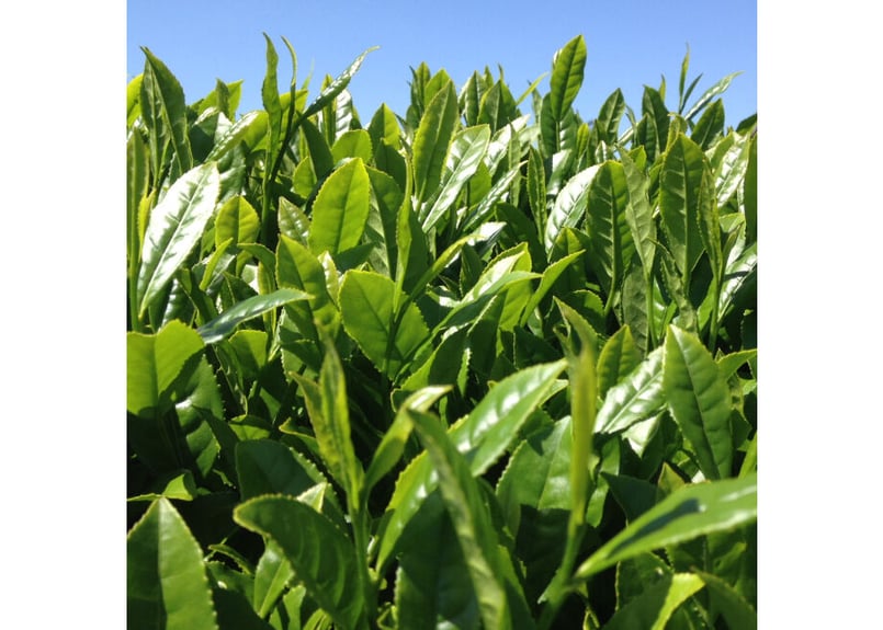 c-13】駄農園釜炒り茶 春 かなやみどり 2024.05.07 | 駄農園お茶製造