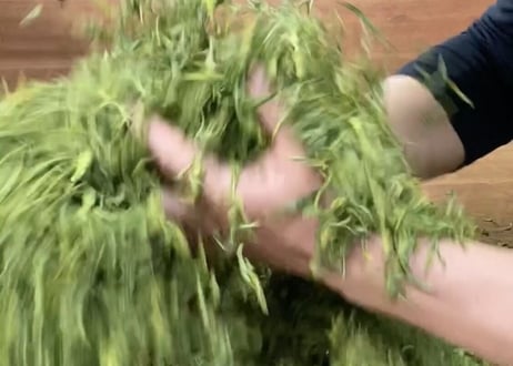 【c-7】釜炒り茶 牧原草人 春 森2号 2026.04.14