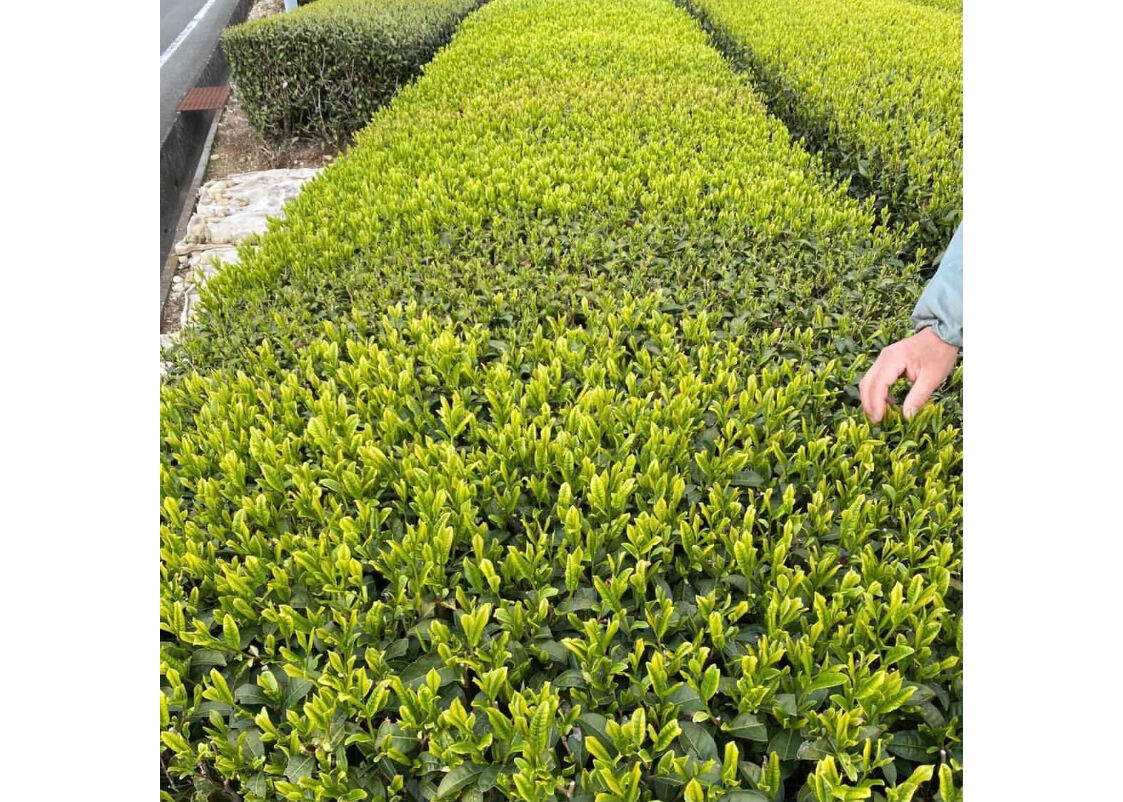 c-26】釜炒り番茶 森スペシャル 2025.05.13 30g | 駄農園お茶製造