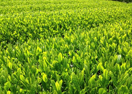 【a-1】 駄農園定番 特蒸し茶 No.10 2026 50g