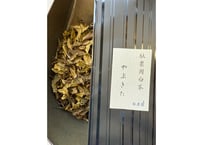 【g-14】駄農園白茶　やぶきた　2023.04.21