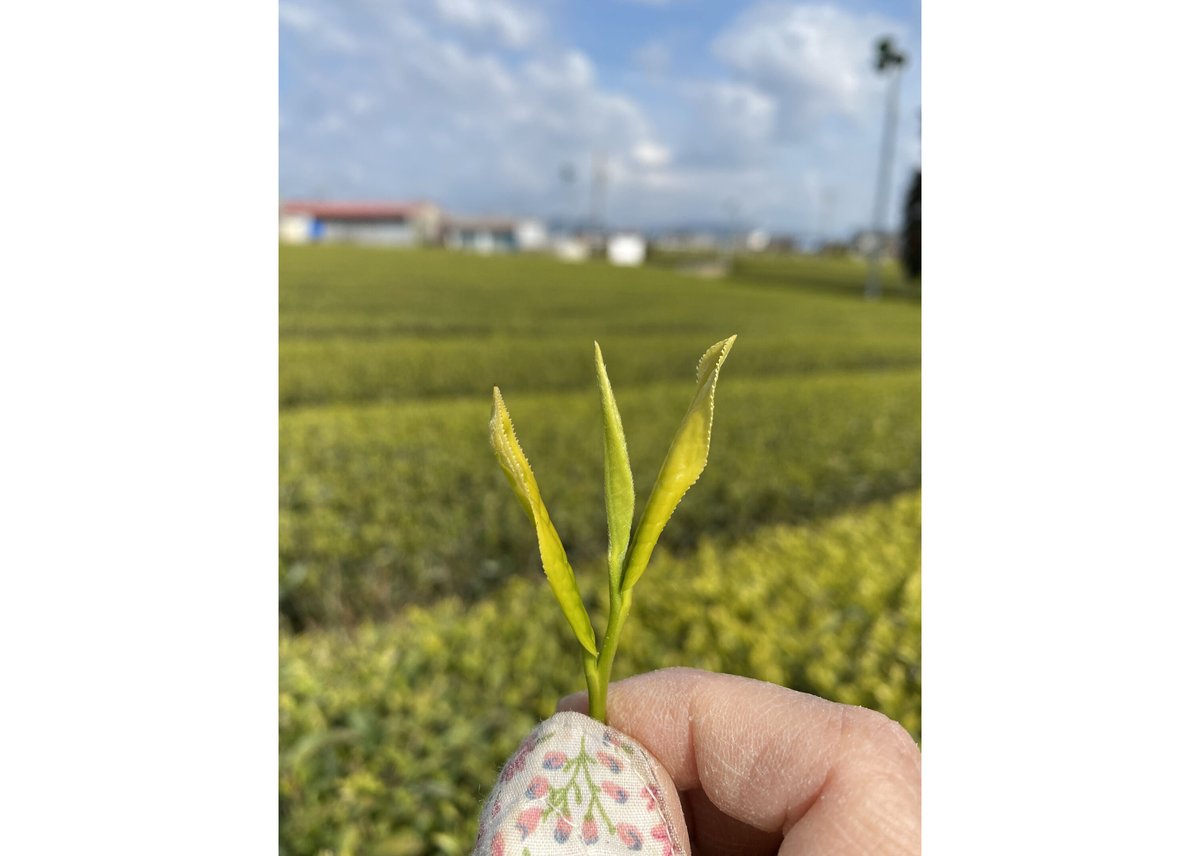 c-7】釜炒り茶 牧原草人 春 森2号 2026.04.14 | 駄農園お茶製造・ 販売