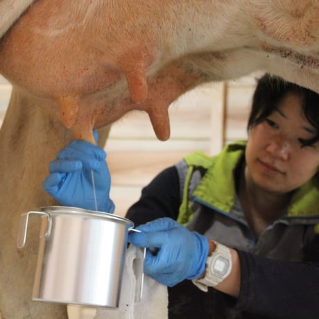 薫る野牛乳　4.5L 【業務用容器】　【5月下旬〜6月下旬発送予定】※生産量に限りがあるため、遅延の可能性もあります