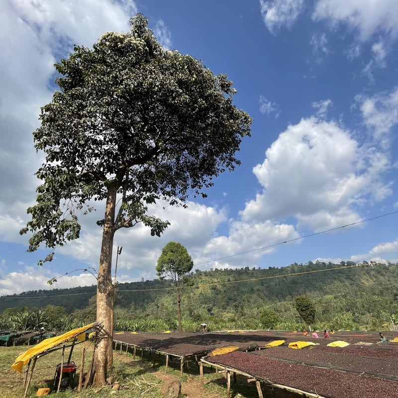 エチオピアN | フルーツの甘い香り | COZYCOFFEE | 神戸湊川のコーヒー豆屋