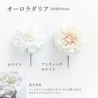 【オプション】オーロラダリア