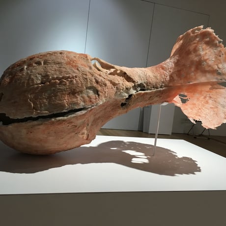 pupa(蛹)  / 現品限り