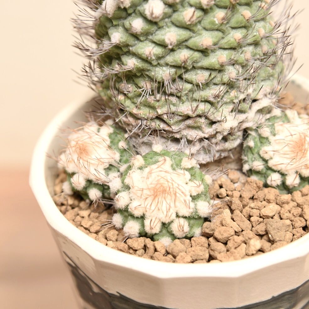 大疣菊水 ストロンボカクタス サボテン 帝冠 花籠 国内実生 大疣菊水ス