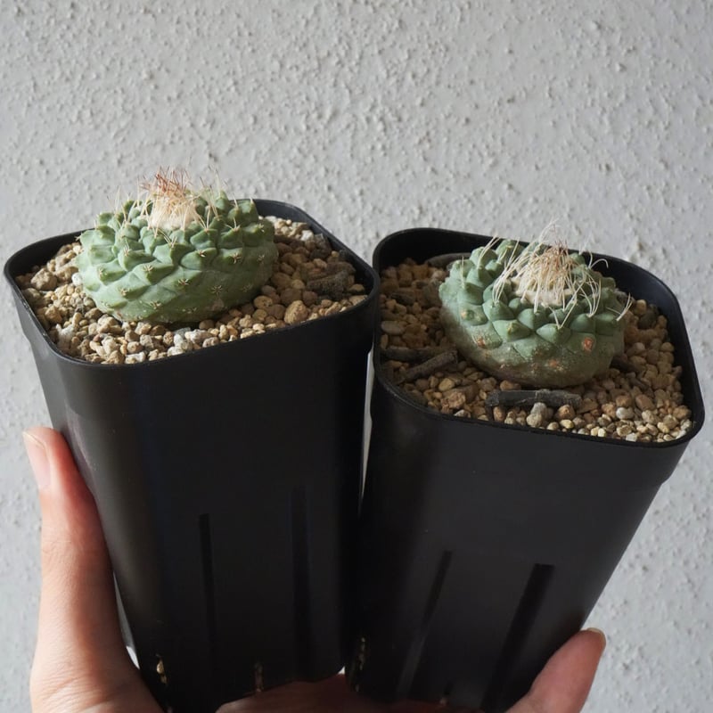 3周年記念特別出品I実生ストロンボカクタス大型菊水A | 東京闇市 3周年記念特別出品I実生ストロンボカクタス大型菊水A | 東京闇市